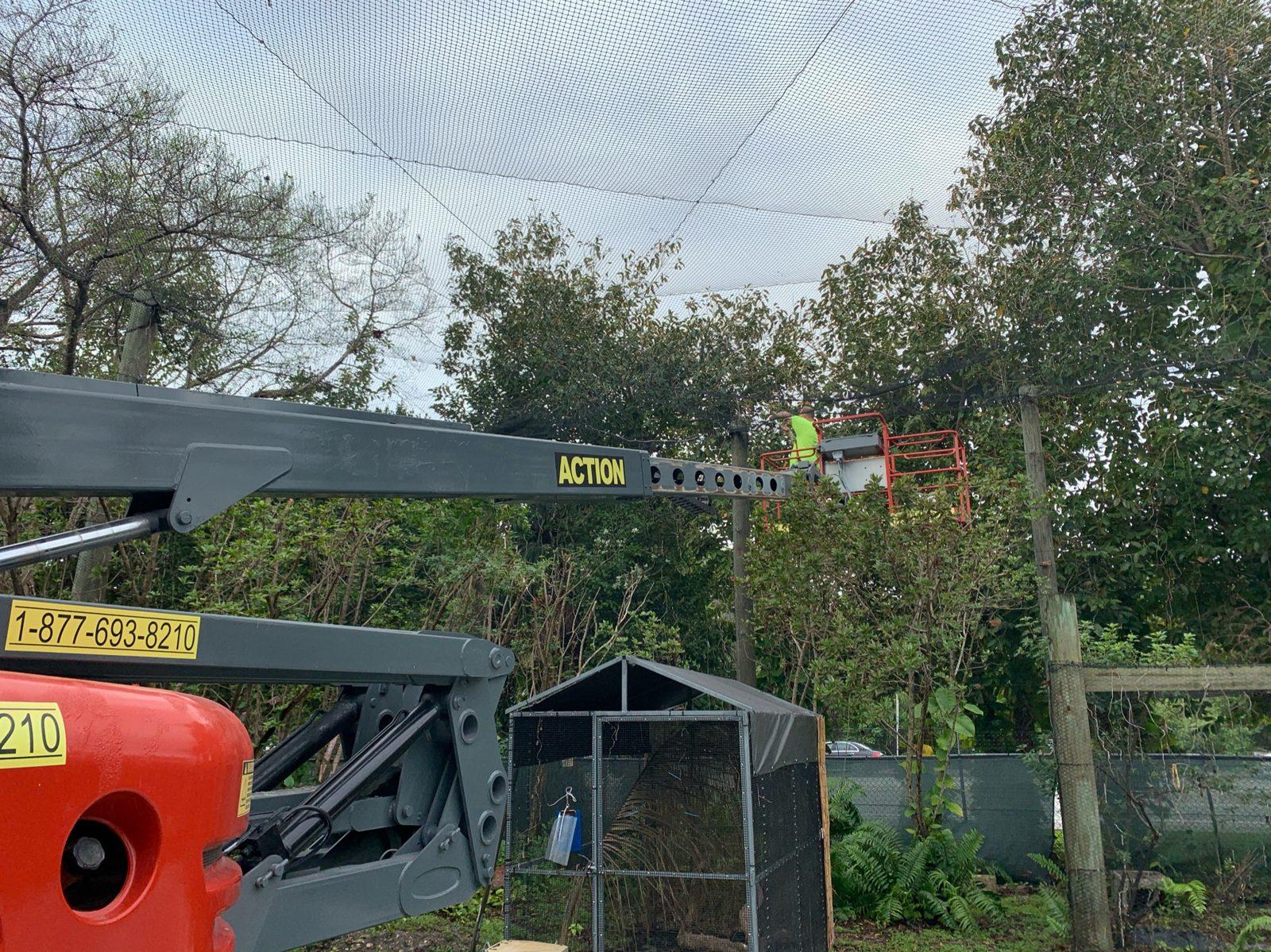 During: Crew in the lift basket working along the net line at the tree canopy. Aviary Netting at South Florida Wildlife Center