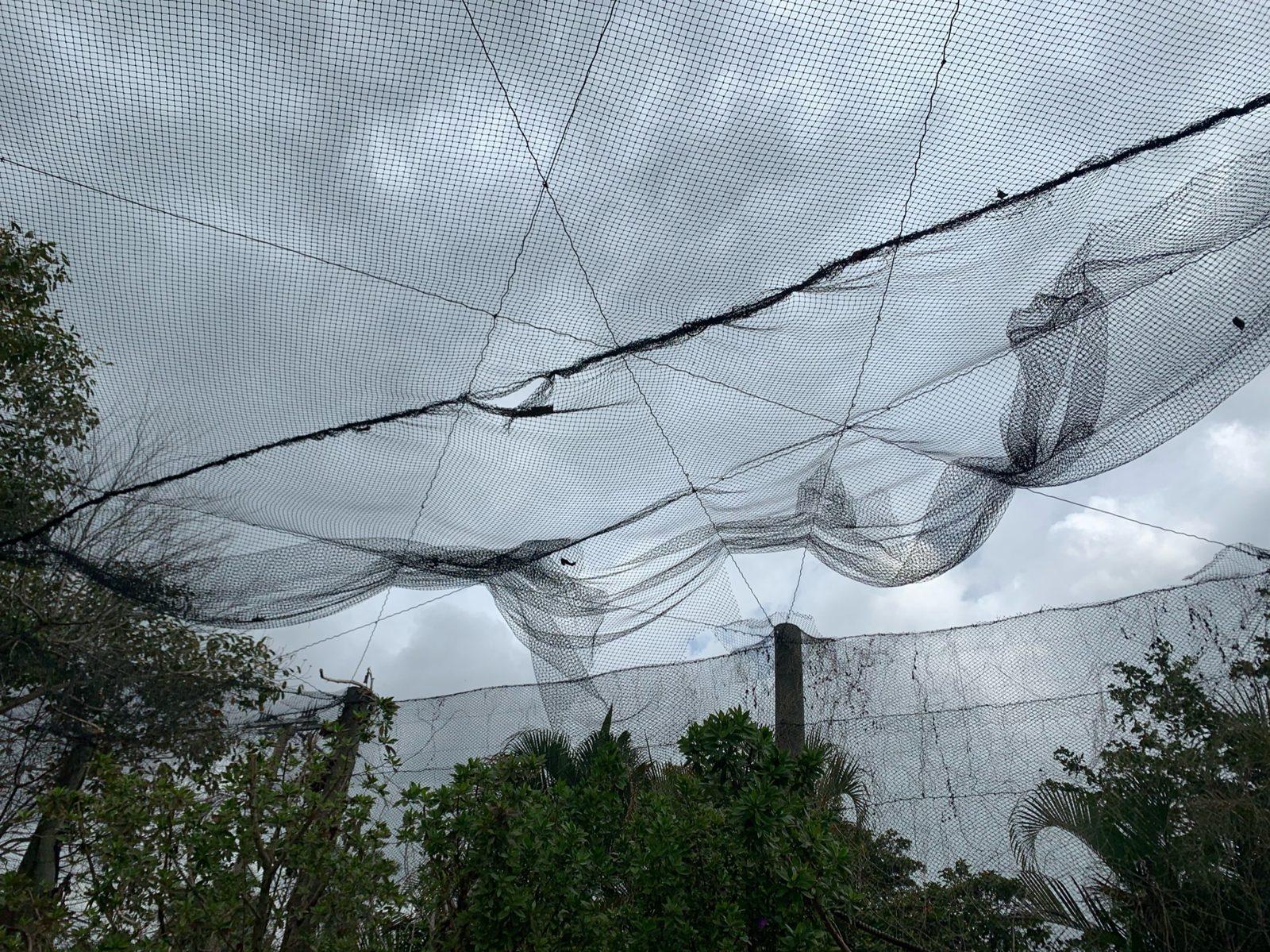 During: A section of overhead net sagging and bunched along the support rope on work day. Aviary Netting at South Florida Wildlife Center