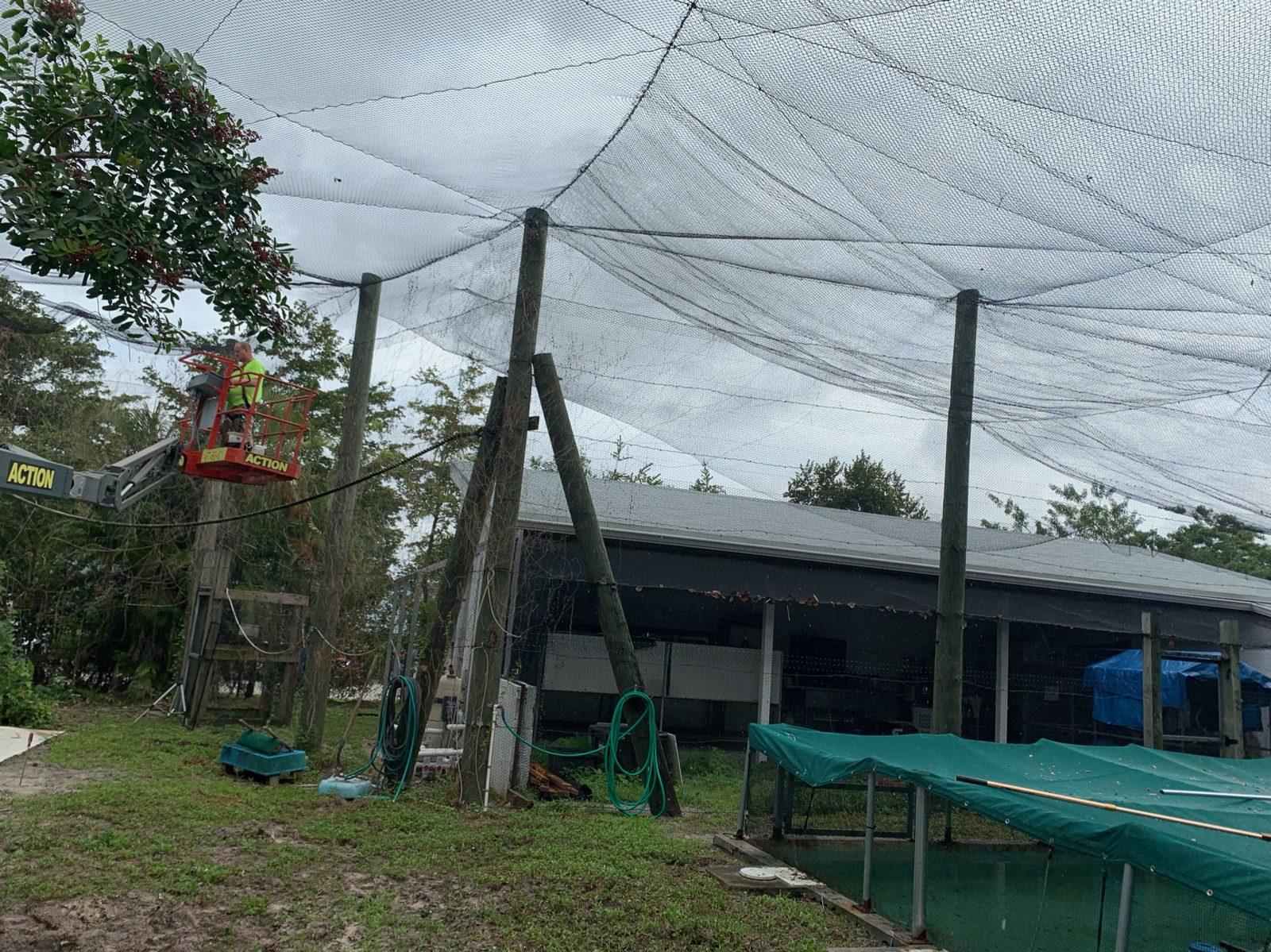 Before: Looking up at the old overhead net and its rope grid. Aviary Netting at South Florida Wildlife Center